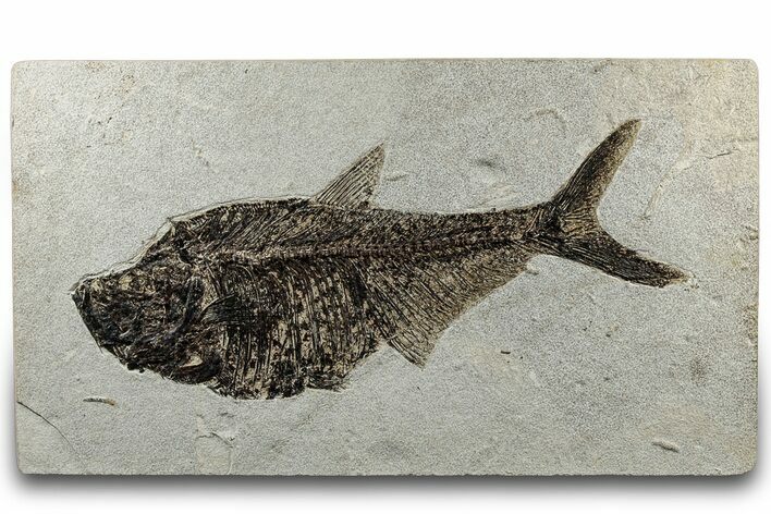 Large Fossil Fish (Diplomystus) - Wall Mount #300368